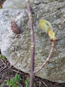 Vinterdendrologi 03.04.19 Aesculus