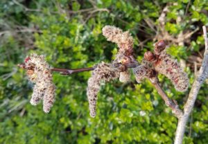 Vinterdendrologi 03.04.19 Populus